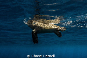 "Take a Breath"
A Hawksbill Turtle starts a breath up to... by Chase Darnell 